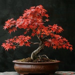 Japanese Maple (Acer)